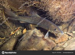 Image result for Barbus barbus