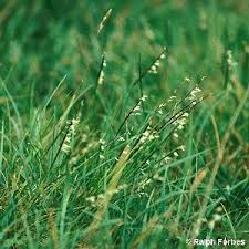 Attēlu rezultāti vaicājumam “Nardus stricta flower”
