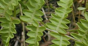 Attēlu rezultāti vaicājumam “Thelypteris palustris”