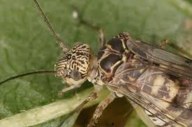 Attēlu rezultāti vaicājumam “Psococerastis gibbosa”