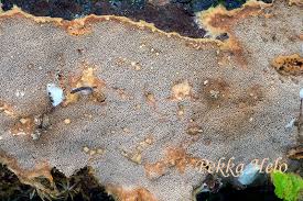 Attēlu rezultāti vaicājumam “Asterodon ferruginosus”