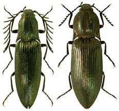 Attēlu rezultāti vaicājumam “Ctenicera pectinicornis male”