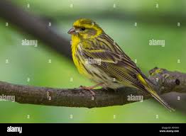 Image result for Serinus serinus