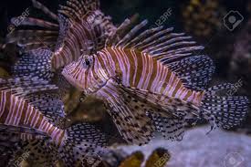 Image result for Pterois miles