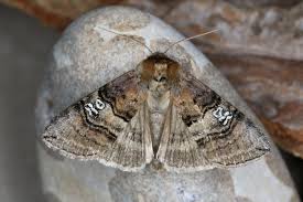 Attēlu rezultāti vaicājumam “Tethea or”