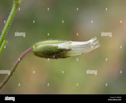 Attēlu rezultāti vaicājumam “Cerastium holosteoides fruit”