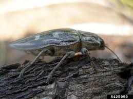 Attēlu rezultāti vaicājumam “Chalcophora mariana”