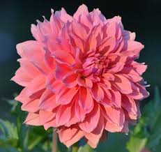 Image result for Dahlia x pinnata `Decorative Giants`
