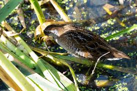 Image result for Porzana carolina