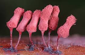 Attēlu rezultāti vaicājumam “Bryoerythrophyllum recurvirostrum sporophyte”