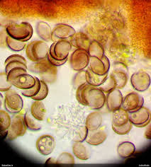 Attēlu rezultāti vaicājumam “Licea minima”