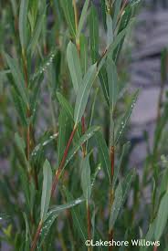 Attēlu rezultāti vaicājumam “Salix purpurea”