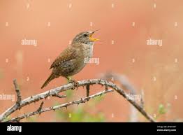 Attēlu rezultāti vaicājumam “Troglodytes troglodytes adult”