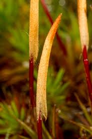 Attēlu rezultāti vaicājumam “Polytrichum juniperinum sporophyte”