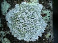 Attēlu rezultāti vaicājumam “Lecanora albella”