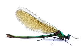 Attēlu rezultāti vaicājumam “Calopteryx virgo female”