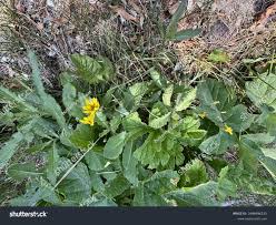 Attēlu rezultāti vaicājumam “Crepis paludosa leaf”