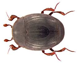 Attēlu rezultāti vaicājumam “Histeridae”