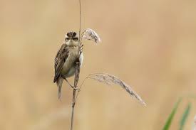 Attēlu rezultāti vaicājumam “Acrocephalus schoenobaenus”