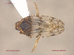 Attēlu rezultāti vaicājumam “Cixiidae”