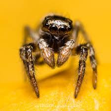 Attēlu rezultāti vaicājumam “Salticus scenicus”