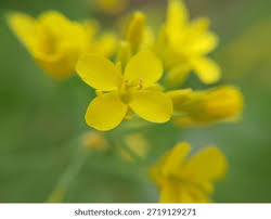 Attēlu rezultāti vaicājumam “Sinapis arvensis flower”