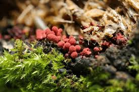 Attēlu rezultāti vaicājumam “Arcyria minuta macro”