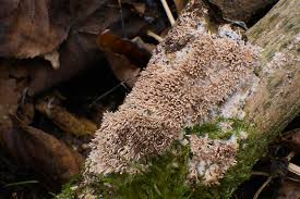 Attēlu rezultāti vaicājumam “Hydnocristella himantia”