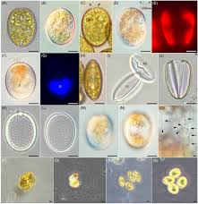 Attēlu rezultāti vaicājumam “Diderma roanense macro”