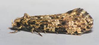 Attēlu rezultāti vaicājumam “Tineidae”