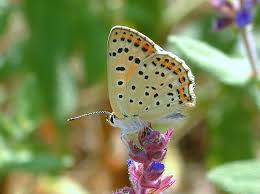 Attēlu rezultāti vaicājumam “Lycaena tityrus female”