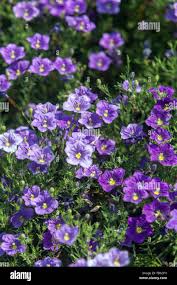 Image result for Nierembergia