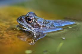 Attēlu rezultāti vaicājumam “Rana temporaria”