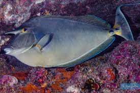 Image result for Naso unicornis