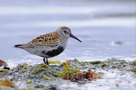 Attēlu rezultāti vaicājumam “Calidris alpina”