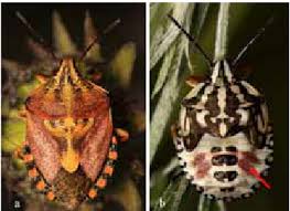 Attēlu rezultāti vaicājumam “Carpocoris sp. nymph”