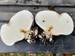 Attēlu rezultāti vaicājumam “Sclerophora pallida”