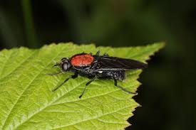 Attēlu rezultāti vaicājumam “Clitellaria ephippium”