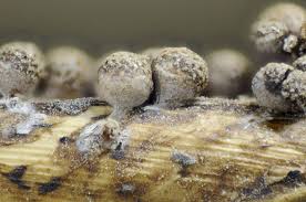 Attēlu rezultāti vaicājumam “Diderma cingulatum spores”