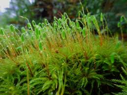 Attēlu rezultāti vaicājumam “Bryales”