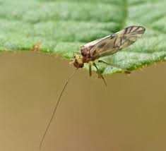 Attēlu rezultāti vaicājumam “Metylophorus nebulosus”