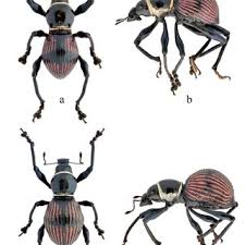 Attēlu rezultāti vaicājumam “Osmoderma barnabita imago”