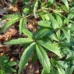 Attēlu rezultāti vaicājumam “Cardamine bulbifera leaf”