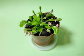 Attēlu rezultāti vaicājumam “Carnivora”