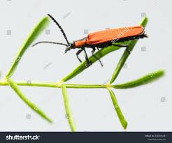 Attēlu rezultāti vaicājumam “Lygistopterus sanguineus”