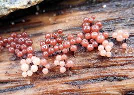 Attēlu rezultāti vaicājumam “Enerthenema papillatum”