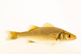 Image result for Dicentrarchus labrax