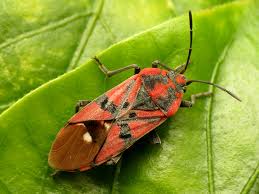 Attēlu rezultāti vaicājumam “Lygaeidae”