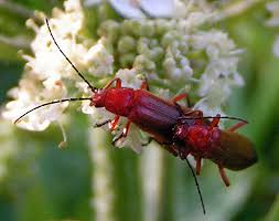 Attēlu rezultāti vaicājumam “Rhagonycha fulva”