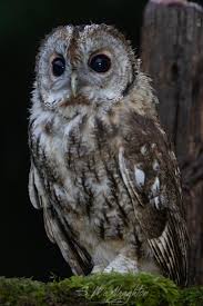 Attēlu rezultāti vaicājumam “Strix aluco female”